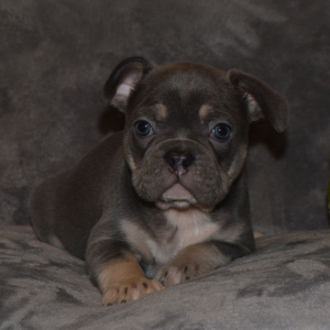 French Bulldog Puppy Ranger