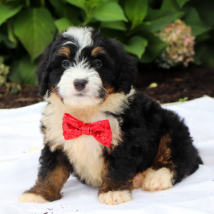Bernedoodle Puppy Silas