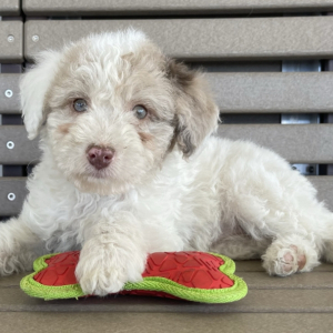 Goldendoodle Puppy Grace