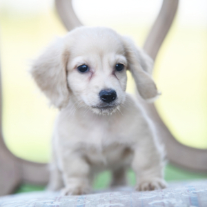 Dachshund Puppy Jon