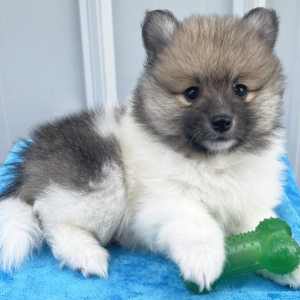 Pomeranian Puppy Silver