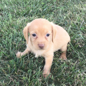 Doxiepoo Puppy Lore