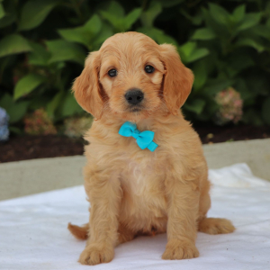 Goldendoodle Puppy Jack