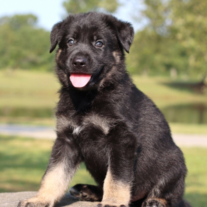 German Shepherd Dog Puppy Phoenix