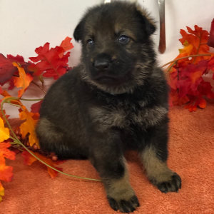 German Shepherd Dog Puppy Knight