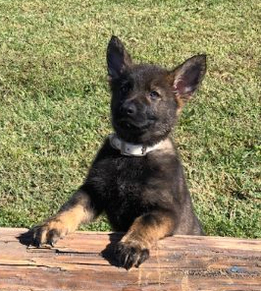 Knight A Sable Male German Shepherd Dog Puppy 688079 Puppyspot