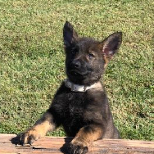 German Shepherd Dog Puppy Knight