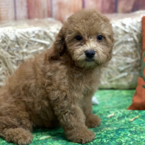 Goldendoodle Puppy Abigail Grace