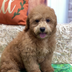 Goldendoodle Puppy Abigail Grace