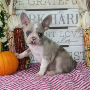 Frenchton Puppy Jasmine