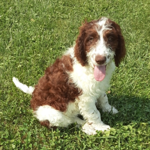 Labradoodle Puppy Patrick