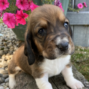 Basset Hound Puppy Russel