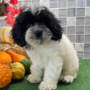 Cockapoo Puppy Barbie