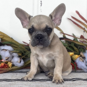 French Bulldog Puppy Grady