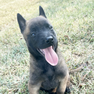 Belgian Malinois Puppy Bullet