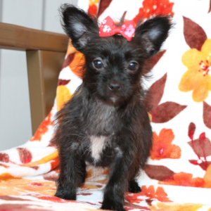 Yorkiepoo Puppy Mindy