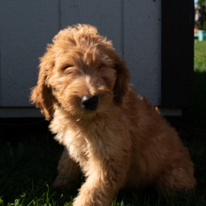 Goldendoodle Puppy King