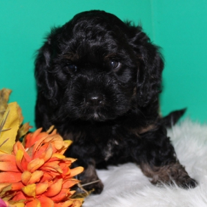 Cavapoo Puppy Benny