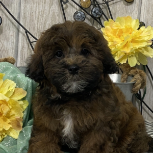 Havashu Puppy Milt