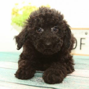 Goldendoodle Puppy Maverick
