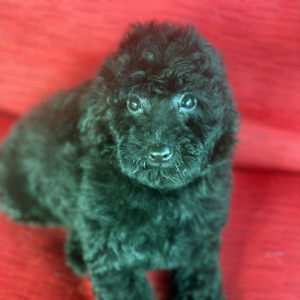 Goldendoodle Puppy Maverick