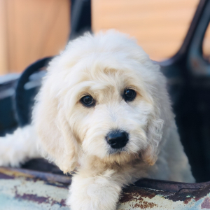 Goldendoodle Puppy Fozzie Bear