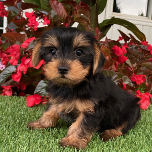 Yorkshire Terrier Puppy Barry