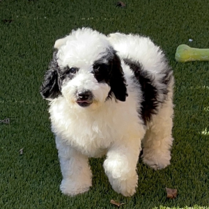 Bernedoodle Puppy Joe