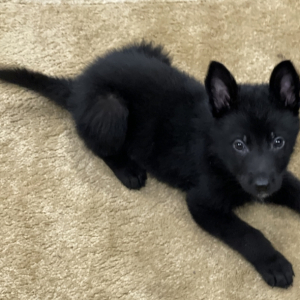German Shepherd Dog Puppy Josh