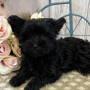 Yorkiepoo Puppy Layla
