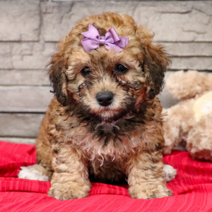 Bernedoodle Puppy Vivi