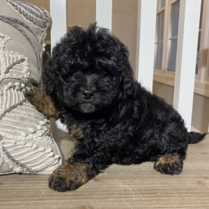 Bernedoodle Puppy Rosie