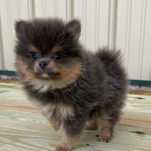 Pomeranian Puppy Joshua