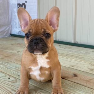 French Bulldog Puppy Herbie