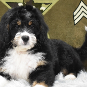 Bernedoodle Puppy Gabe