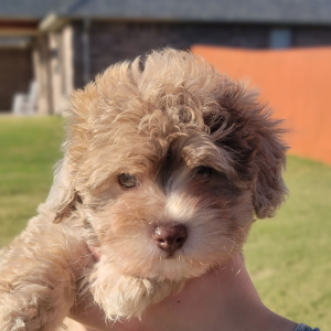 Havapoo Puppy Teddy