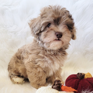 Havapoo Puppy Teddy