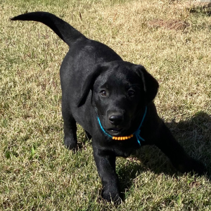 Labrador Retriever Puppy Koal