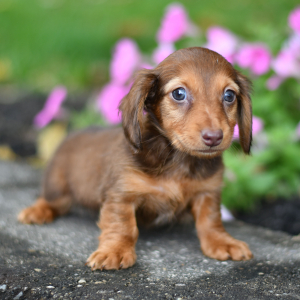 Dachshund Puppy Frank