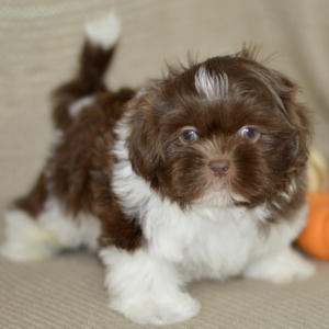 Shih Tzu Puppy Jasper