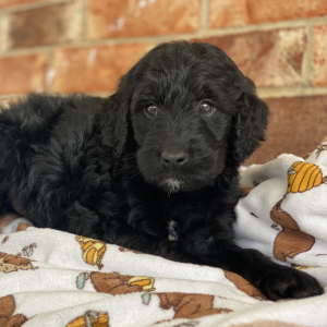 Goldendoodle Puppy Campbell