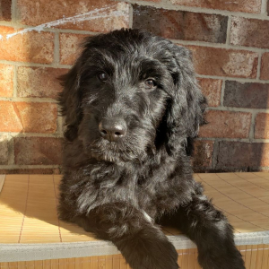 Goldendoodle Puppy Campbell