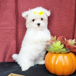 Maltese Puppy Marla