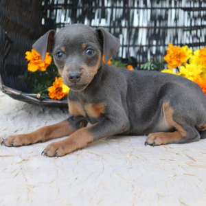 Miniature Pinscher Puppy Jenna
