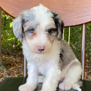 Sheepadoodle Puppy Lady