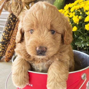 Goldendoodle Puppy Ike
