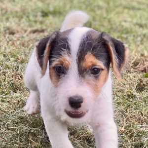 Jack Russell Terrier Puppy Billy