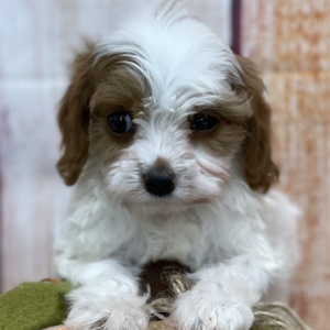 Cavapoo Puppy Greta