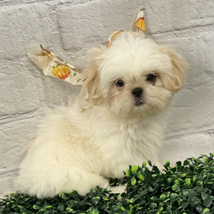 Shih Tzu Puppy Jancy