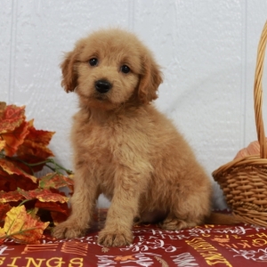 Goldendoodle Puppy Clinton
